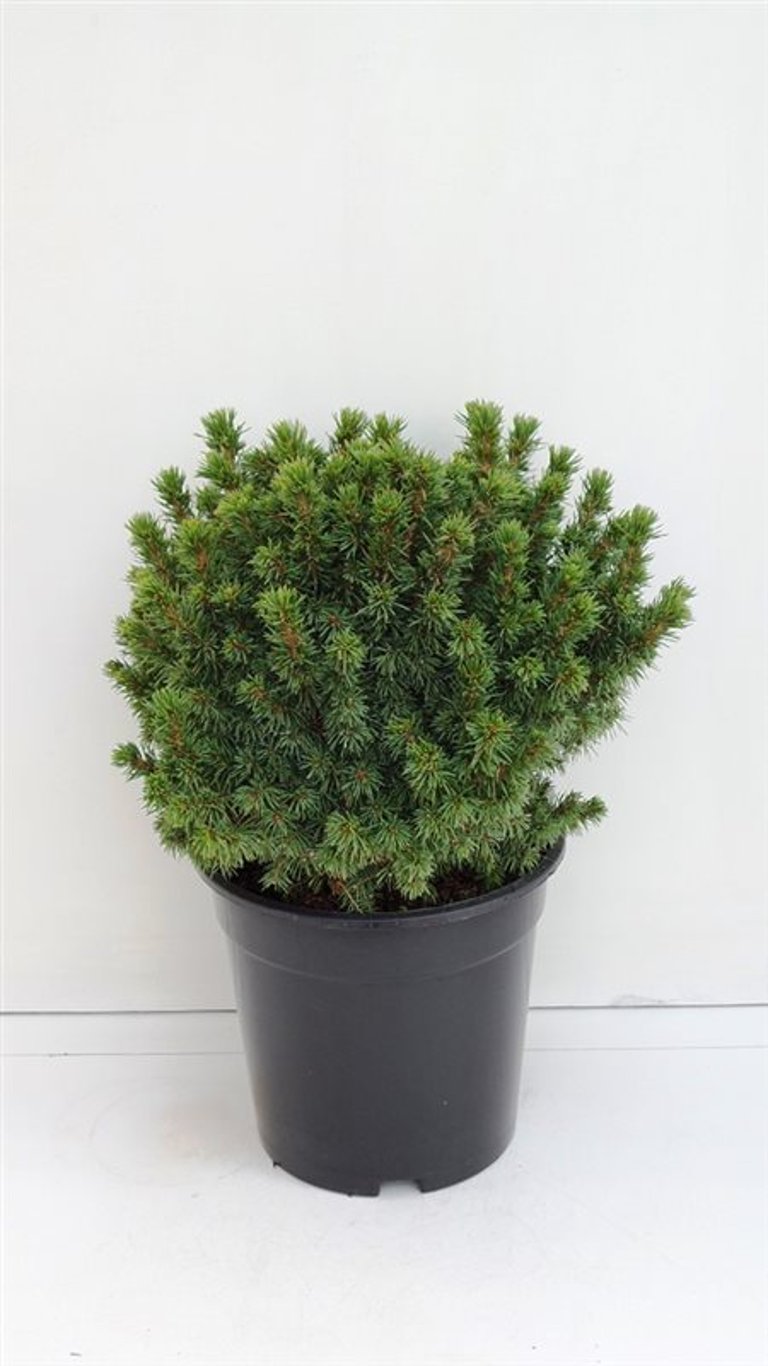 Picea gl. 'Alberta Globe' - C3 20-25 CM